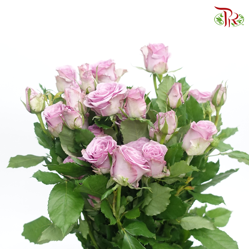 Rose Spray - Light Purple Fairy (Per Bunch)-Purple-China-prflorist.com.my