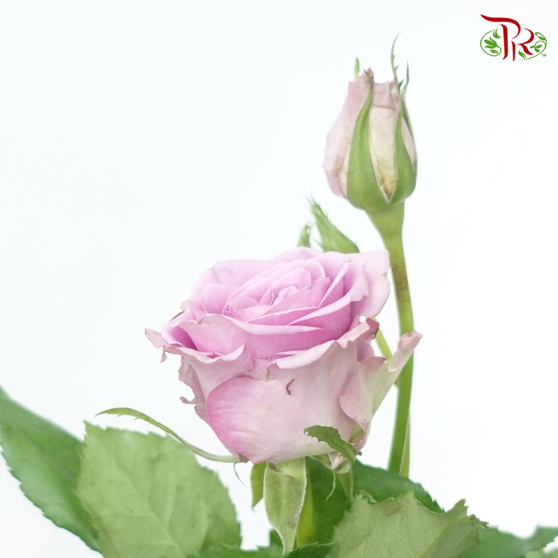 Rose Spray - Light Purple Fairy (Per Bunch)-Purple-China-prflorist.com.my