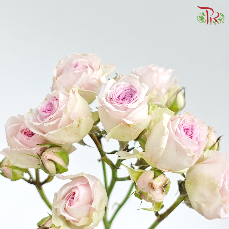 Rose Spray - Lilac Mixed White (10 Stems)-Lilac-Kenya-prflorist.com.my