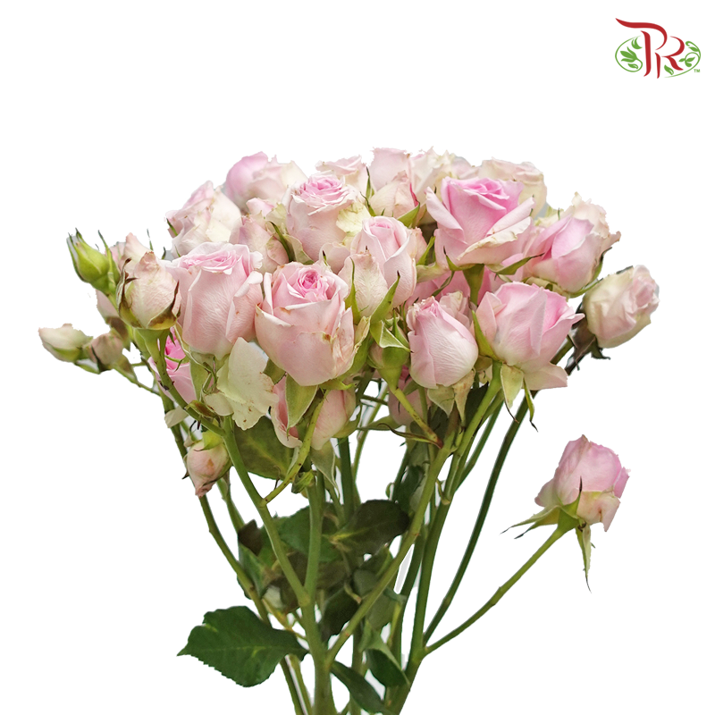 Rose Spray - Lilac Mixed White (10 Stems)-Lilac-Kenya-prflorist.com.my