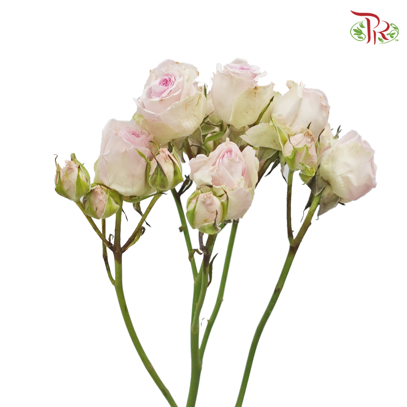 Rose Spray - Lilac Mixed White (10 Stems)-Lilac-Kenya-prflorist.com.my