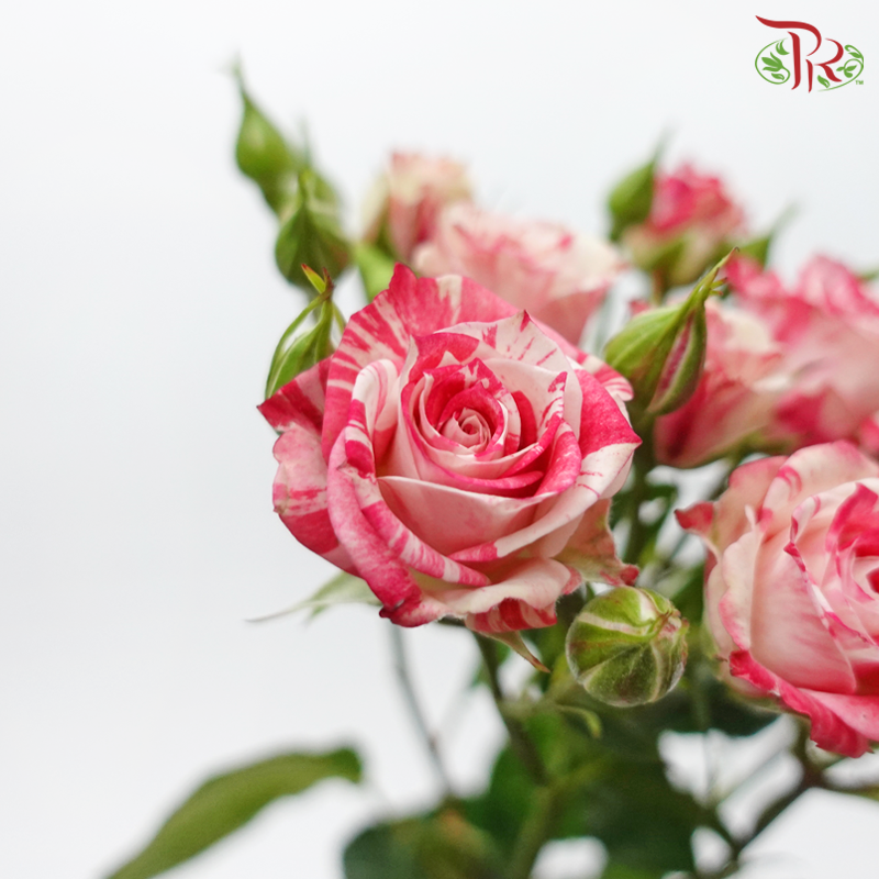 Rose Spray - Lipstick Pink (10 Stems)-Lipstick Pink-Kenya-prflorist.com.my