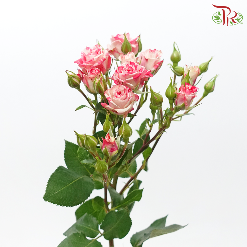 Rose Spray - Lipstick Pink (10 Stems)-Lipstick Pink-Kenya-prflorist.com.my