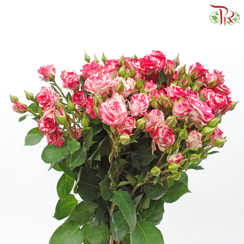 Rose Spray - Lipstick Pink (10 Stems)-Lipstick Pink-Kenya-prflorist.com.my