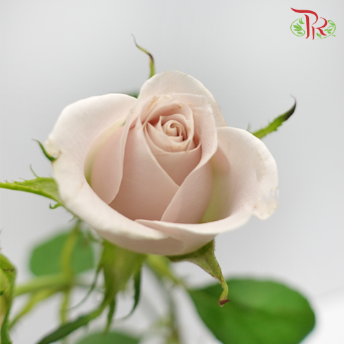 Rose Spray - Little Princess (10 Stems)-China-prflorist.com.my