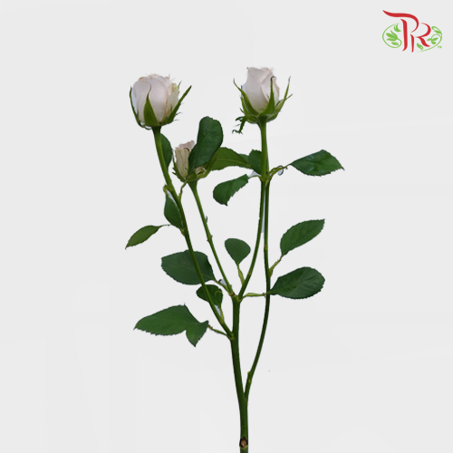 Rose Spray - Little Princess (10 Stems)-China-prflorist.com.my