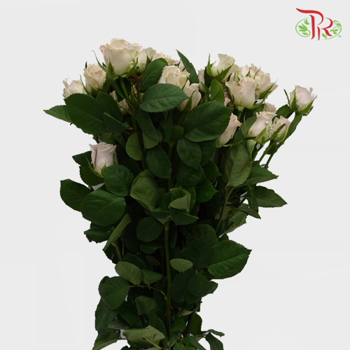 Rose Spray - Little Princess (10 Stems)-China-prflorist.com.my