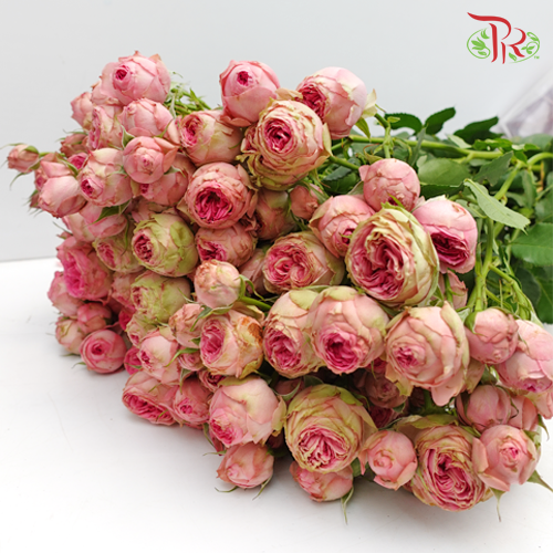 Rose Spray - Maple Sugar Bubble (10 Stems)-Pink-China-prflorist.com.my