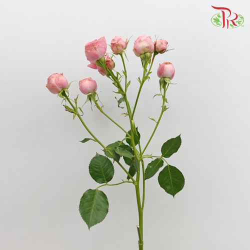 Rose Spray - Maple Sugar Bubble (10 Stems)-Pink-China-prflorist.com.my