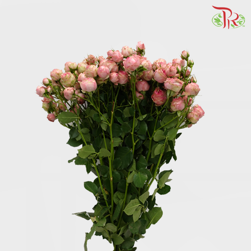 Rose Spray - Maple Sugar Bubble (10 Stems)-Pink-China-prflorist.com.my