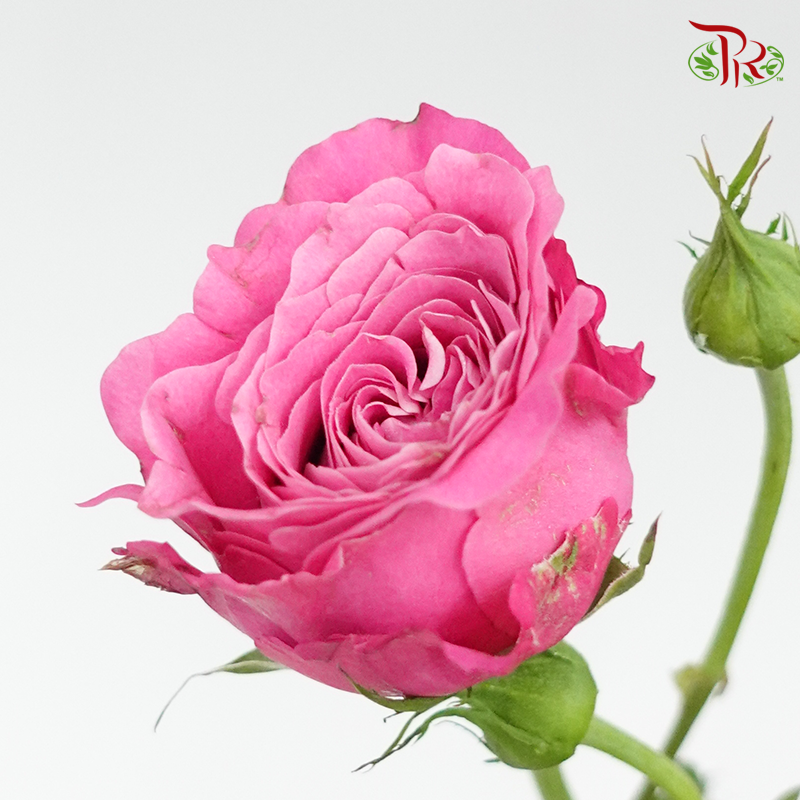 Rose Spray- Maui (10 Stems)-Pink-Kenya-prflorist.com.my
