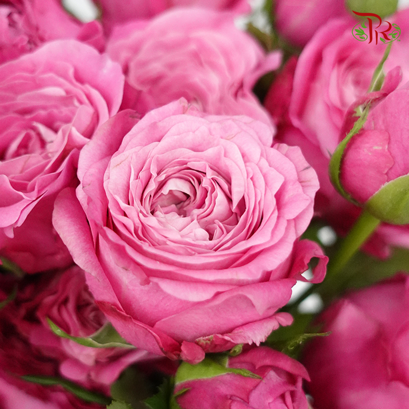 Rose Spray- Maui (10 Stems)-Pink-Kenya-prflorist.com.my