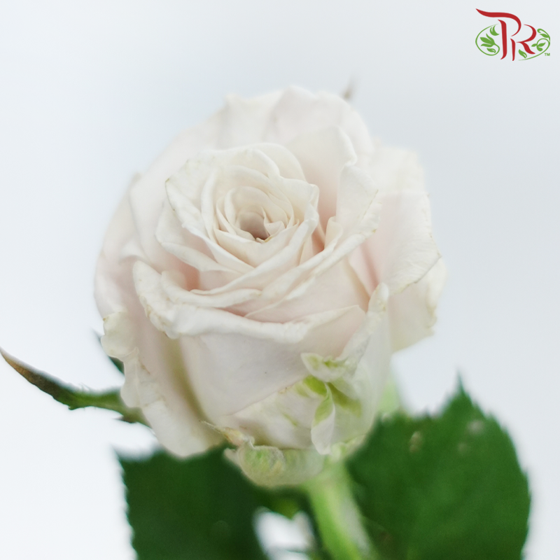 Rose Spray - Menta (10 Stems)-Menta-China-prflorist.com.my