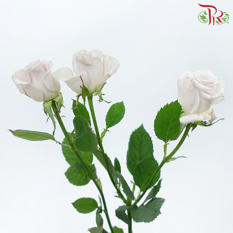 Rose Spray - Menta (10 Stems)-Menta-China-prflorist.com.my