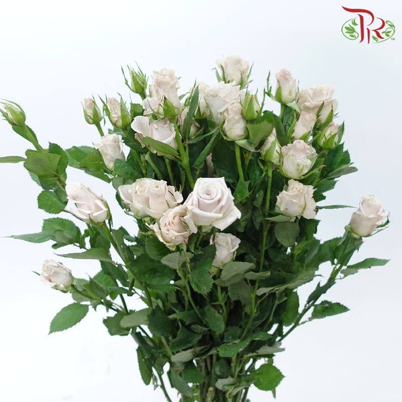 Rose Spray - Menta (10 Stems)-Menta-China-prflorist.com.my