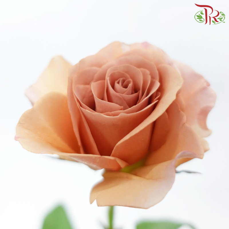 Rose Spray - Moab (10 Stems)-Moab-China-prflorist.com.my