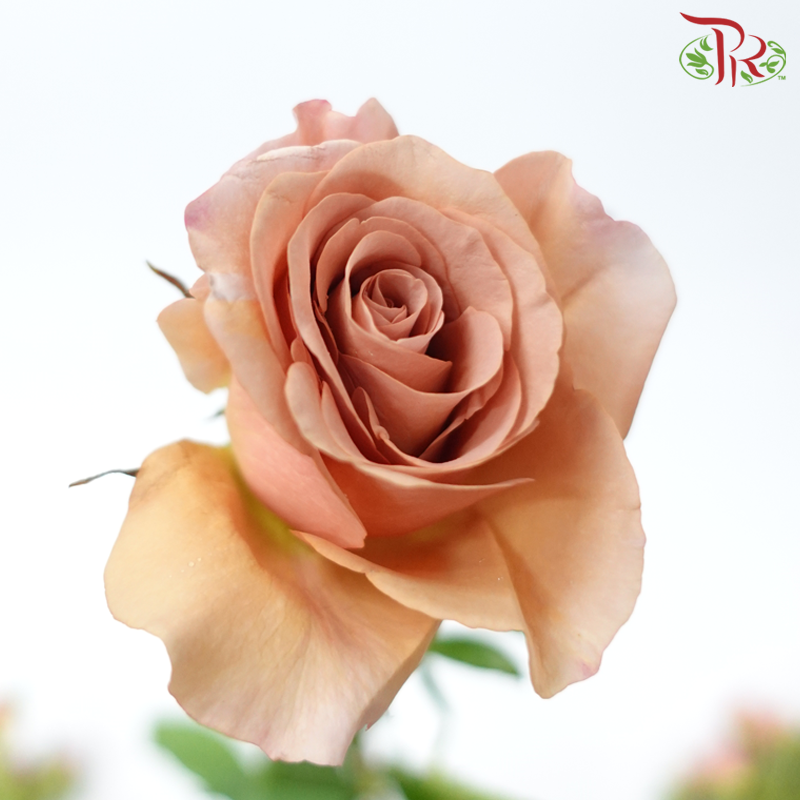 Rose Spray - Moab (10 Stems)-Moab-China-prflorist.com.my