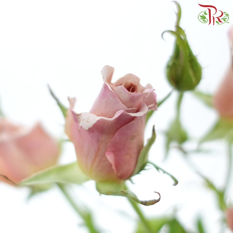 Rose Spray - Moab (10 Stems)-Moab-China-prflorist.com.my