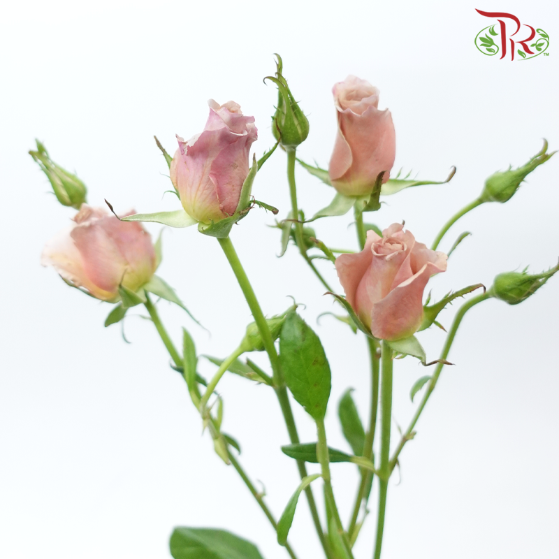 Rose Spray - Moab (10 Stems)-Moab-China-prflorist.com.my