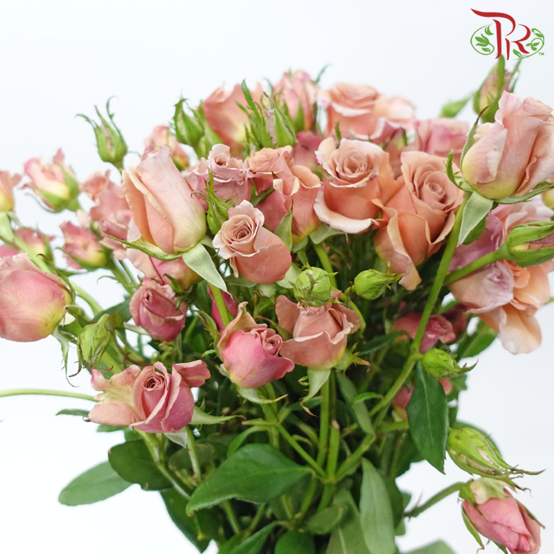 Rose Spray - Moab (10 Stems)-Moab-China-prflorist.com.my