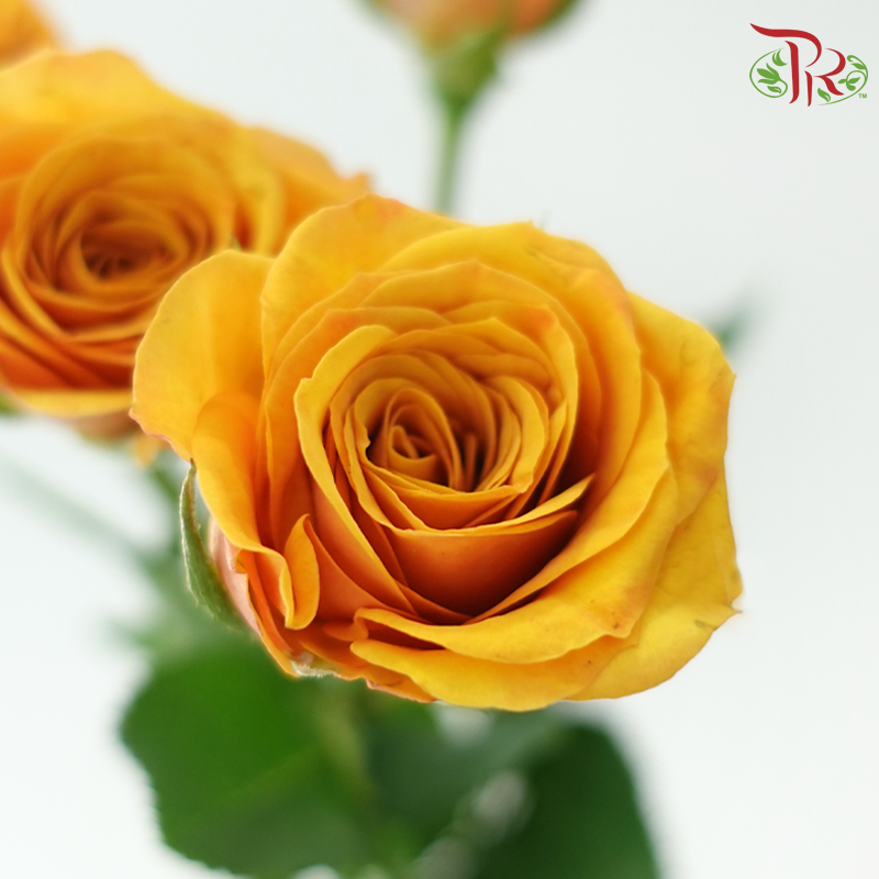 Rose Spray - Mustard Orange (10 Stems)-Orange-China-prflorist.com.my