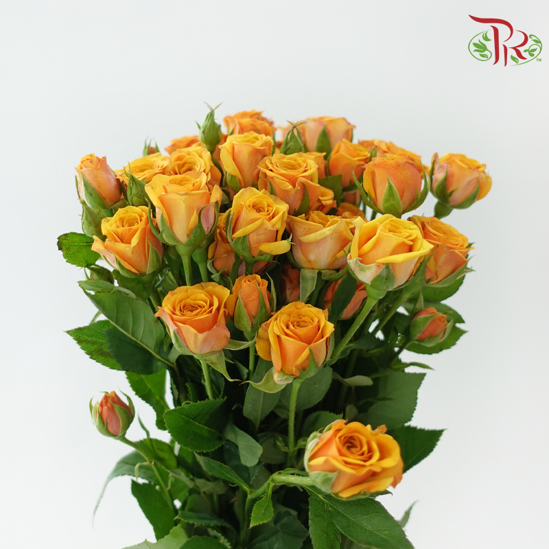 Rose Spray - Mustard Orange (10 Stems)-Orange-China-prflorist.com.my