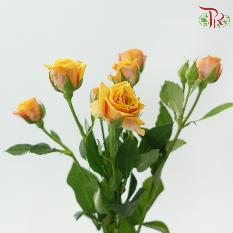 Rose Spray - Mustard Orange (10 Stems)-Orange-China-prflorist.com.my