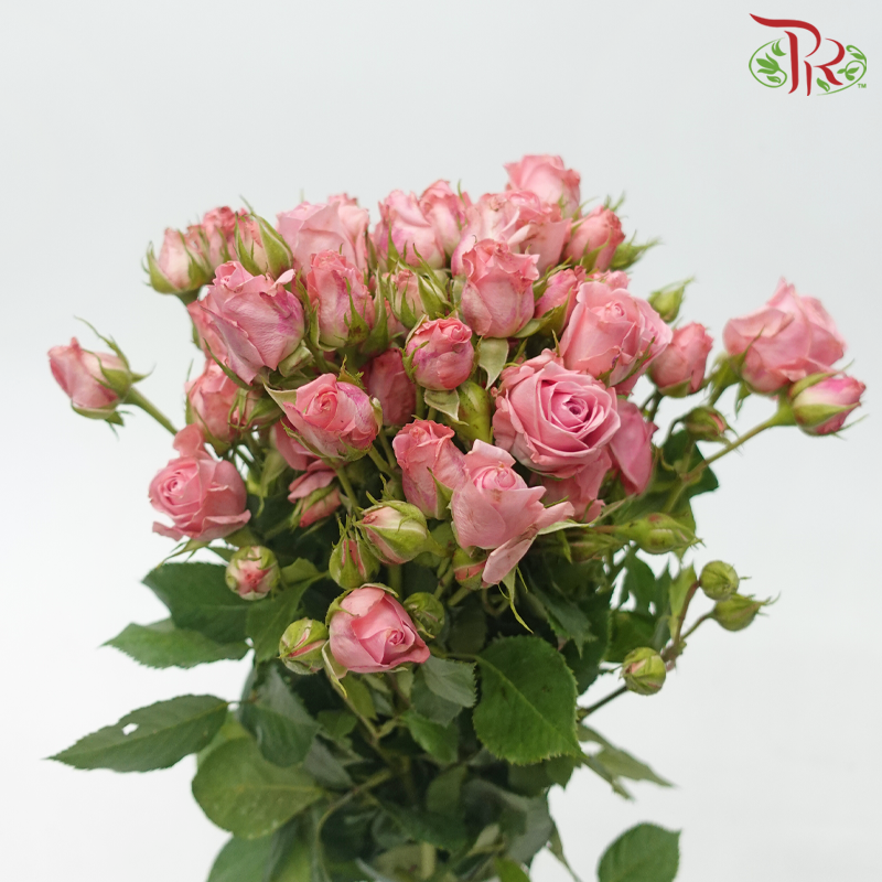 Rose Spray - Odilia (10 Stems)-Pink-Kenya-prflorist.com.my