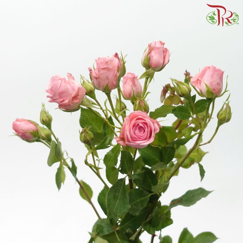 Rose Spray - Odilia (10 Stems)-Pink-Kenya-prflorist.com.my