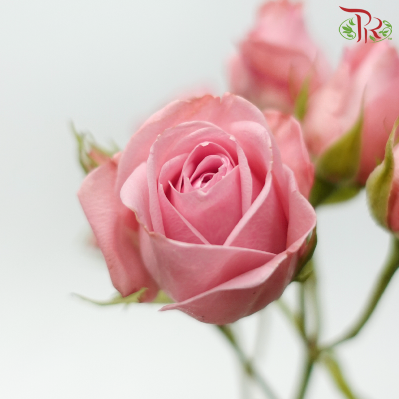 Rose Spray - Odilia (10 Stems)-Pink-Kenya-prflorist.com.my