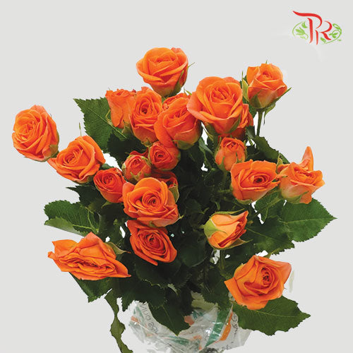 Rose Spray - Orange (5 Stems)-Orange-Vietnam-prflorist.com.my
