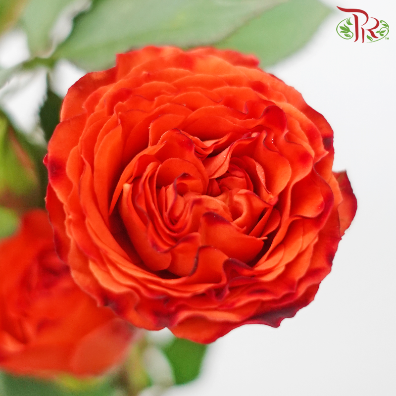 Rose Spray - Orange Barbie (10 Stems)-Orange-China-prflorist.com.my
