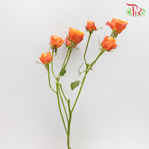 Rose Spray - Orange Barbie (10 Stems)-Orange-China-prflorist.com.my
