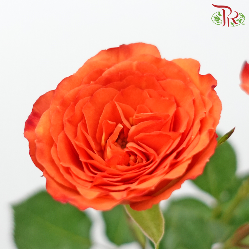 Rose Spray 《多头玫瑰》