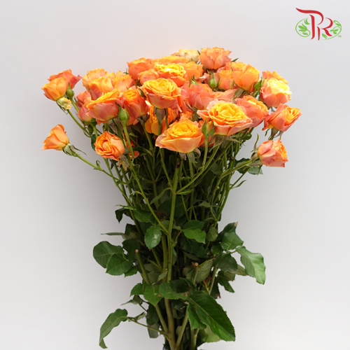 Rose Spray - Orange Barbie (10 Stems)-Orange-China-prflorist.com.my