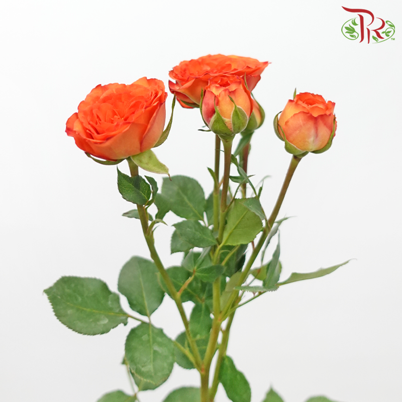 Rose Spray 《多头玫瑰》