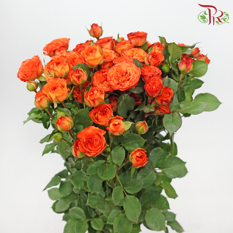 Rose Spray - Orange Barbie (10 Stems)-Orange-China-prflorist.com.my