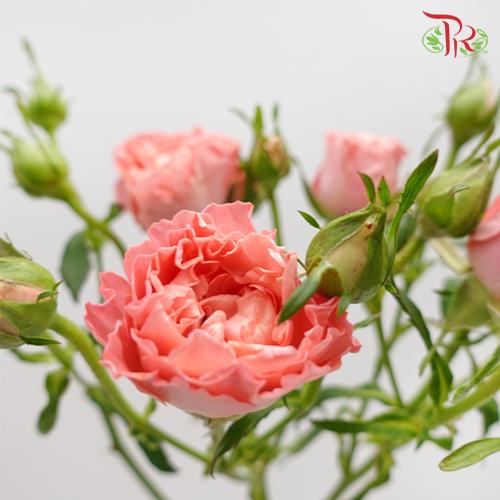 Rose Spray - Peachy (10 Stems)-Peach-China-prflorist.com.my
