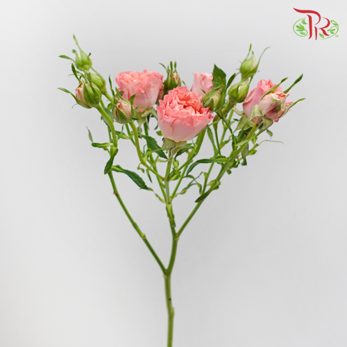 Rose Spray - Peachy (10 Stems)-Peach-China-prflorist.com.my