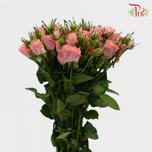 Rose Spray - Peachy (10 Stems)-Peach-China-prflorist.com.my