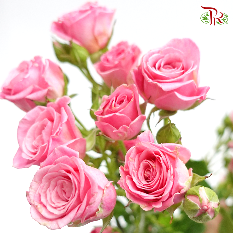 Rose Spray - Pink (10 Stems)-Pink-Kenya-prflorist.com.my