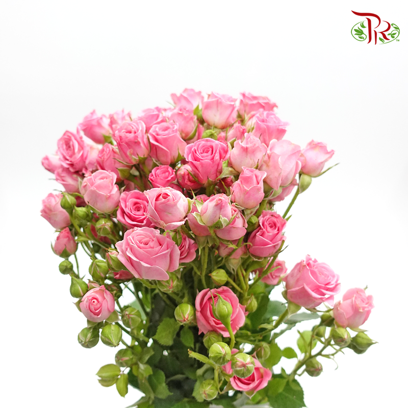 Rose Spray - Pink (10 Stems)-Pink-Kenya-prflorist.com.my