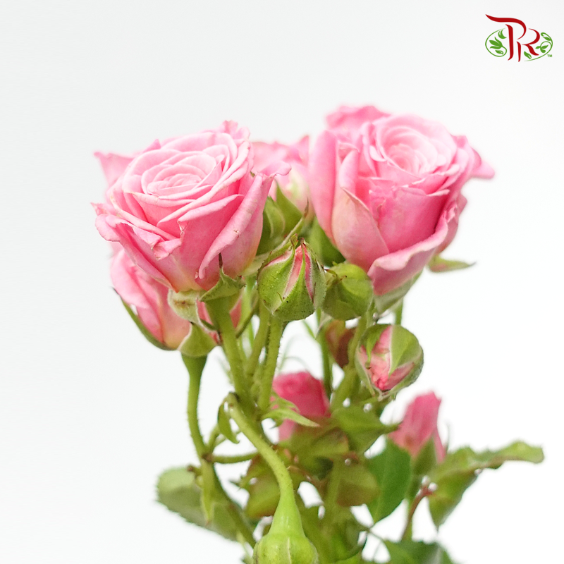 Rose Spray - Pink (10 Stems)-Pink-Kenya-prflorist.com.my