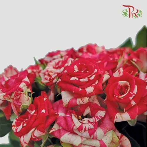 Rose Spray - Pink & White (10 Stems)-Pink-China-prflorist.com.my