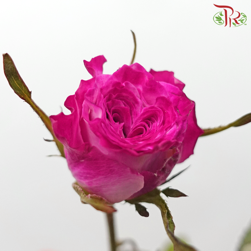 Rose Spray - Playboy (10 Stems)-Playboy-China-prflorist.com.my