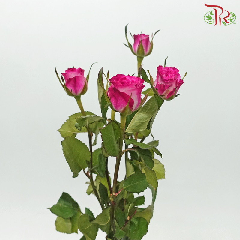 Rose Spray - Playboy (10 Stems)-Playboy-China-prflorist.com.my