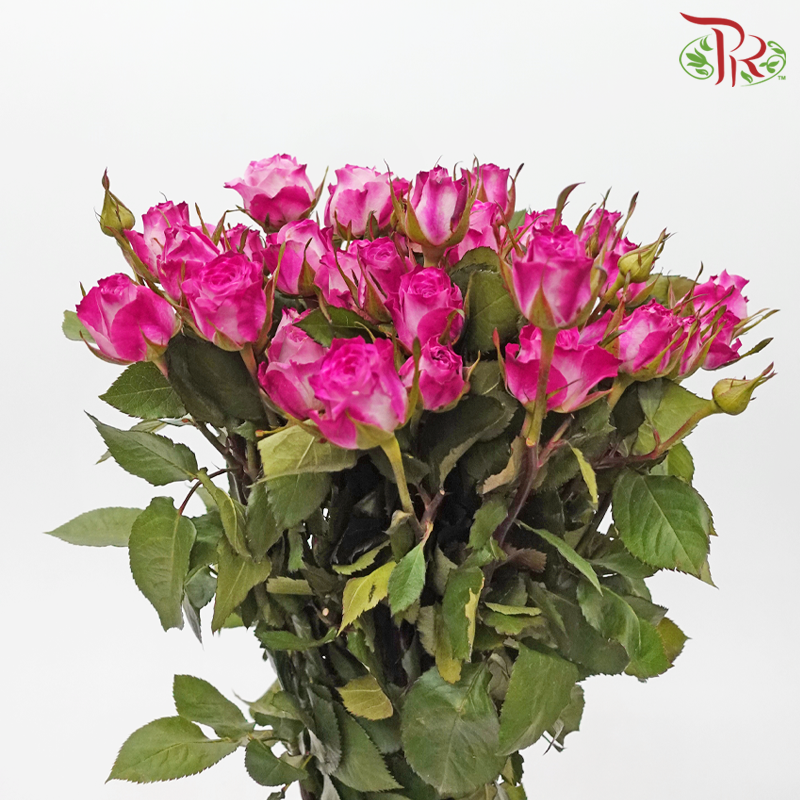 Rose Spray - Playboy (10 Stems)-Playboy-China-prflorist.com.my