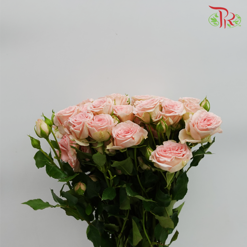 Rose Spray - Prana (10 Stems)-Pink-Kenya-prflorist.com.my