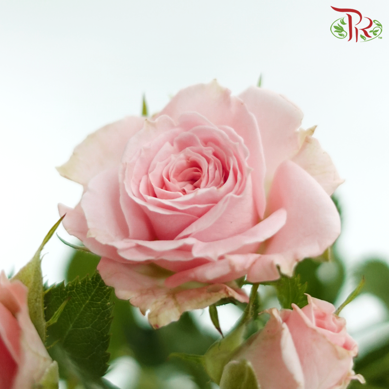 Rose Spray - Princess Lulu (Per Bunch)-Pink-China-prflorist.com.my
