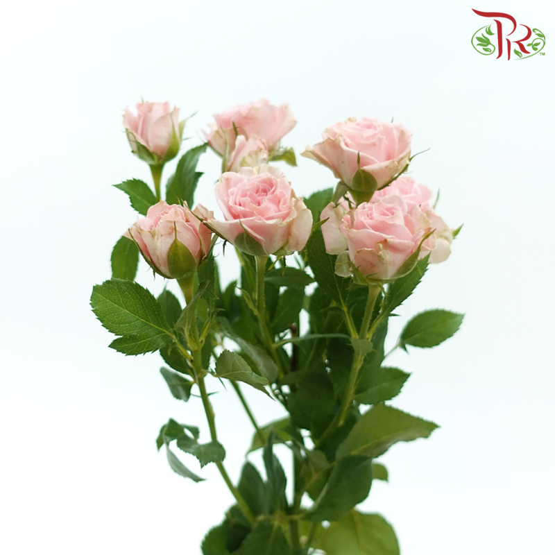 Rose Spray - Princess Lulu (Per Bunch)-Pink-China-prflorist.com.my
